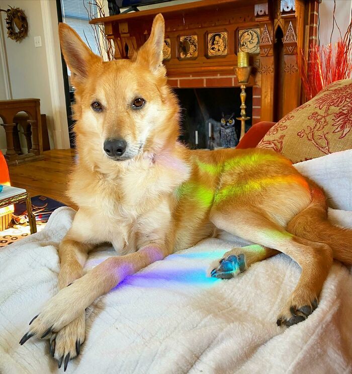 I Just Adopted This Long Legged Foxyboi And Renamed Him Pepperjack!