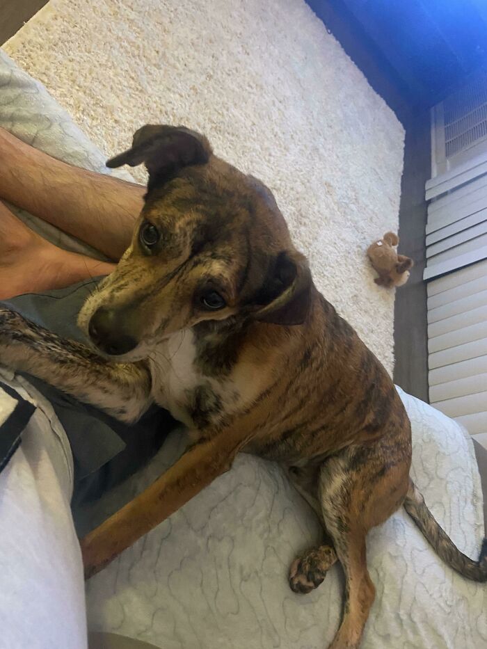 Adopted This Good Boy Today. Henceforth You Shall Be Known As Darth Vader