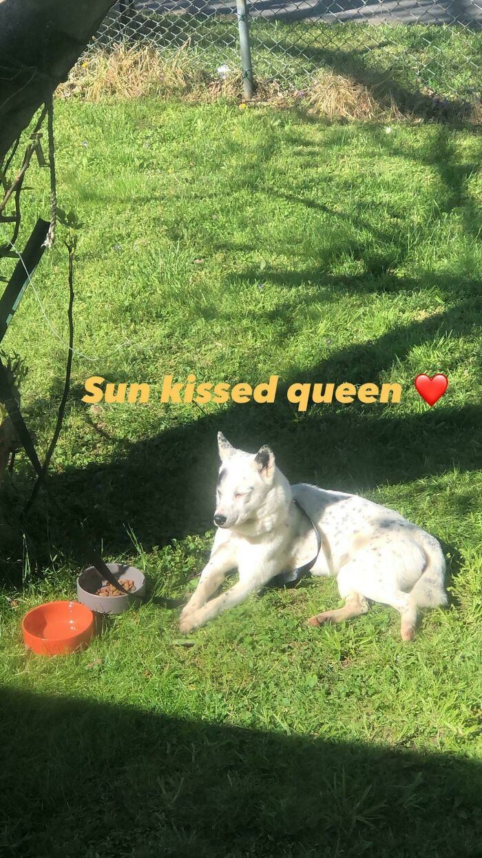 My Brother Went Out And Adopted A Rescue Yesterday. Her Name Is Zoey And My Family Already Loves Her!