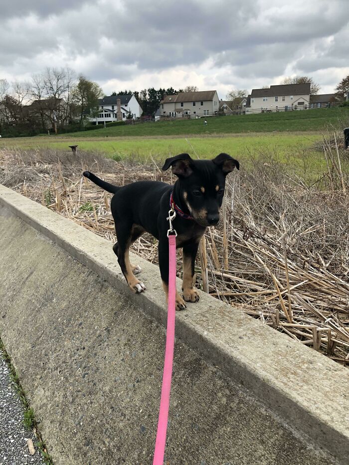 Adopted A Mixed Puppy A Couple Weeks Ago, She’s 3 Months Old; Can Anyone Identify What Kind Of Mix She Is?