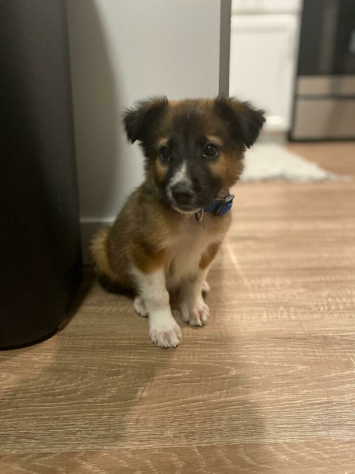 Just Adopted This Little Guy Yesterday