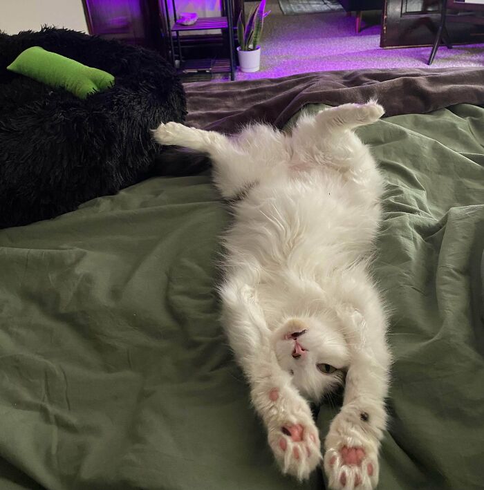 It’s Been Three Weeks Since I Adopted A Shy Rescue Girl, And This Morning I Woke Up To This! Meet Willow