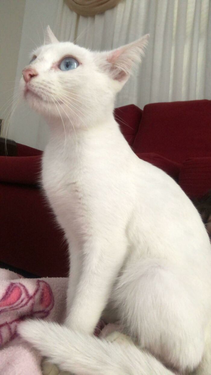 This Beautiful Baby Started Eating My Cat’s Food And Asking For Us To Pet Her Every Once In A While. A Week Later And She’s Inside, Sleeping In My Bed. She Adopted Us! This Is Nico