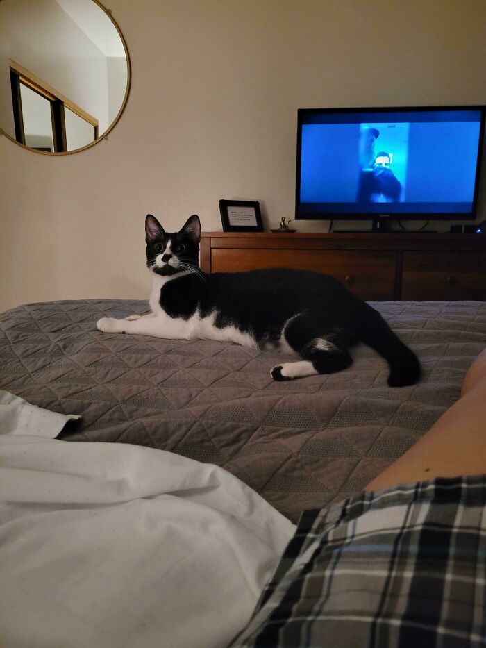 He Shoots Snot Everywhere, Needs Regular Anal Gland Maintenance, Is Deaf, And Has A Silly Broken Tail. But One Thing He Is Not Is Unadoptable......because I Foster Failed And Adopted Him Before He Got Labeled As Such. Welcome To Our Family, Figaro!