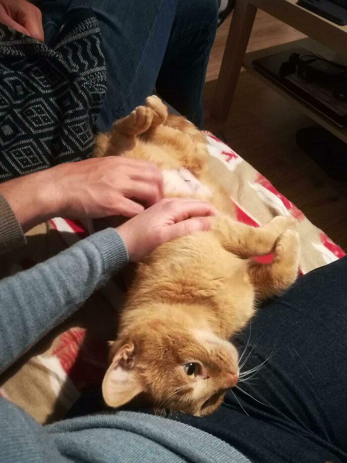 I'm No Expert, But I'd Say The Adoption Is A Success! This Little Lady Here Arrived Only A Few Hours Ago In Her Forever Home, And Is Already Claiming All The Hugs For Herself