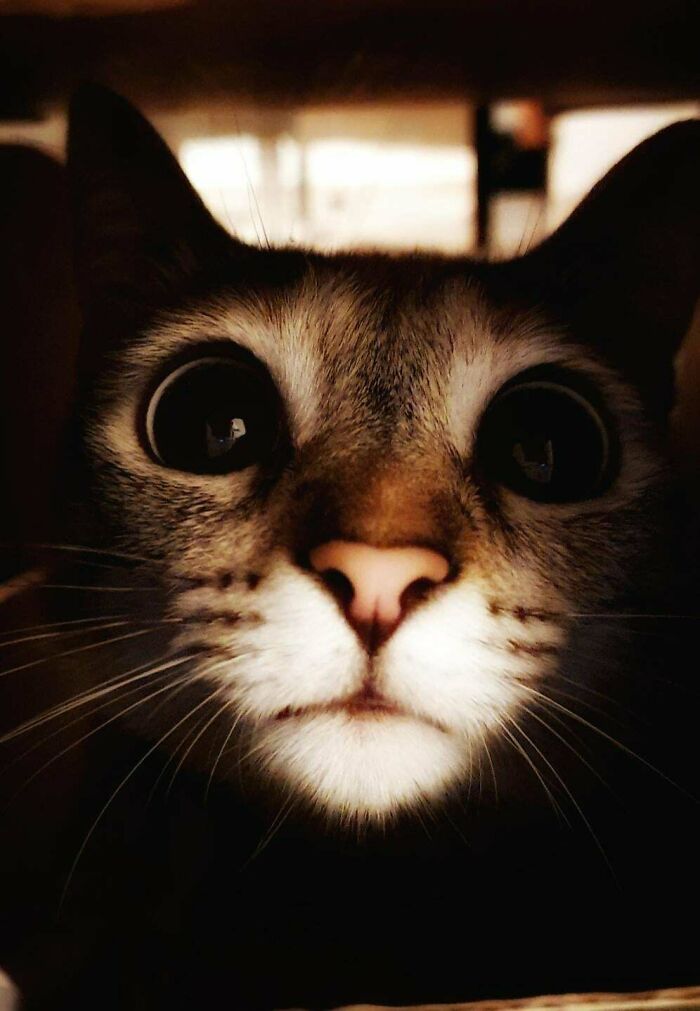 My Angel That We Adopted A Few Months Ago, She's Awesome Wicked