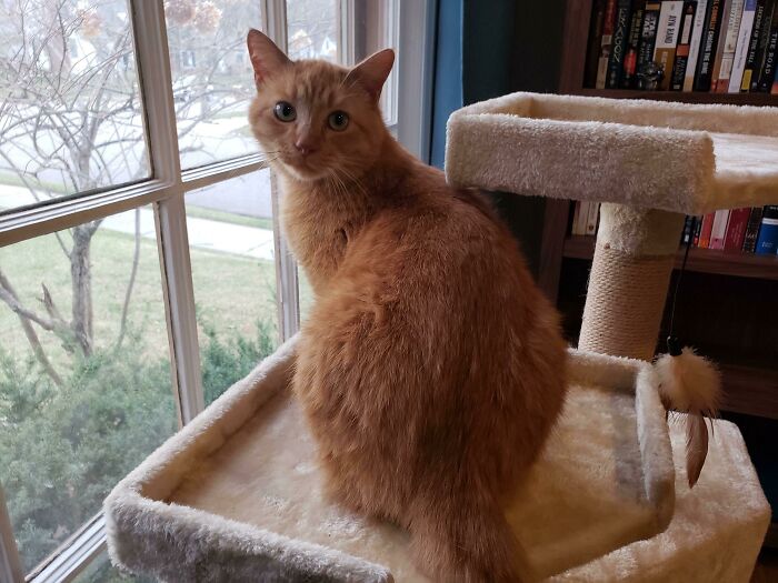 I Adopted My First Pet Today! Evie Has Stolen My Heart Already!