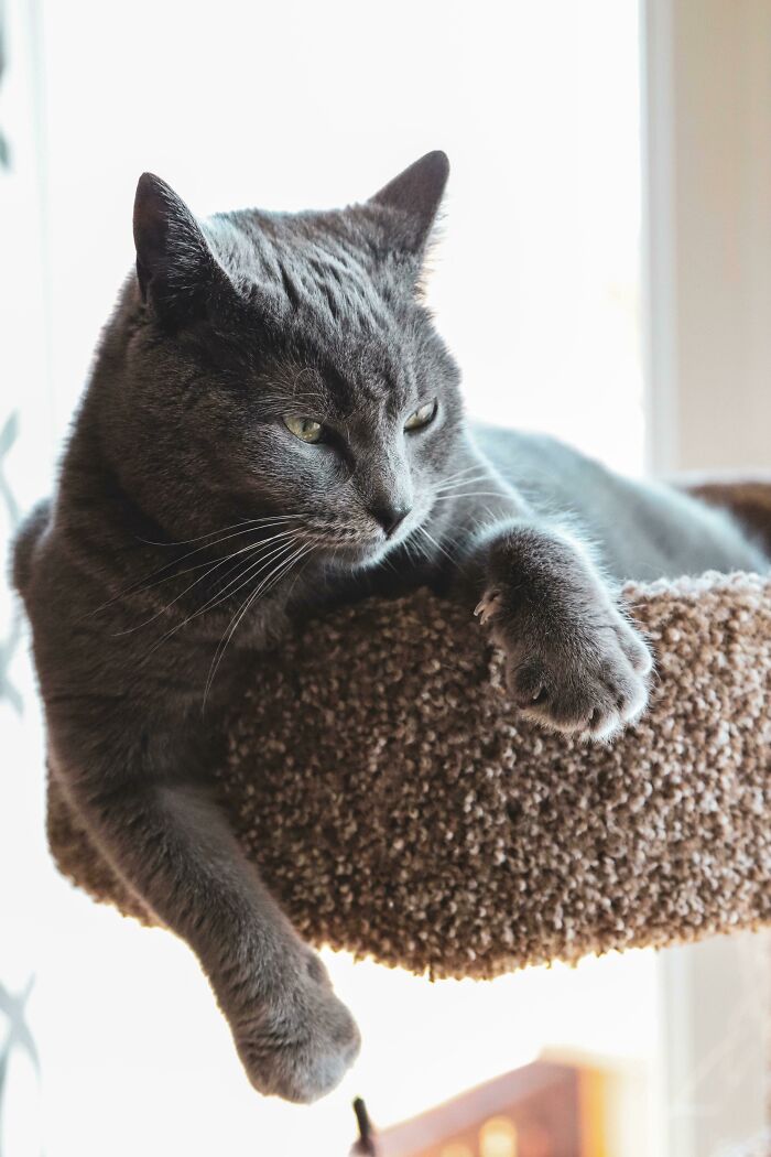 I’m 25 And Today I Adopted My First Furry Friend !! Everyone Meet Sterling !