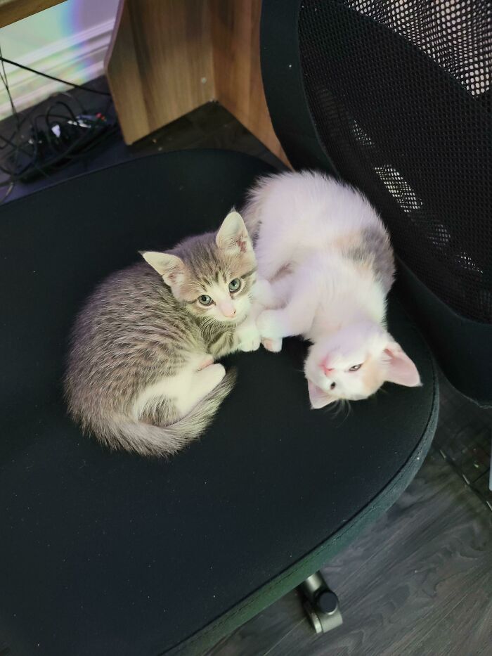 Adopted These Two Siblings Last Week. Cliff And Cleo