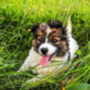 melaniejamieson avatar