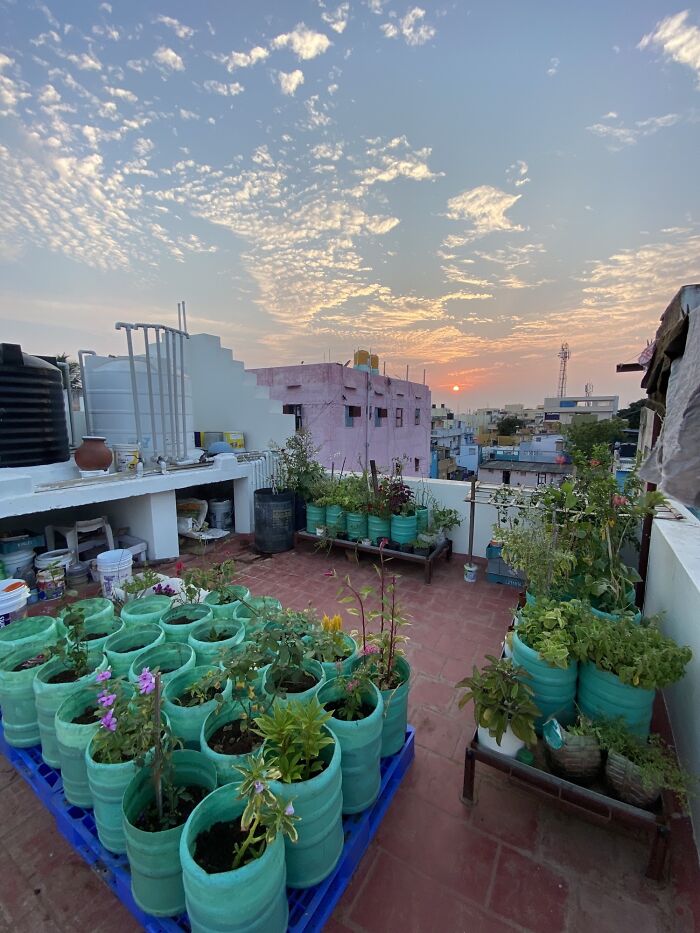 My Little Rooftop Garden