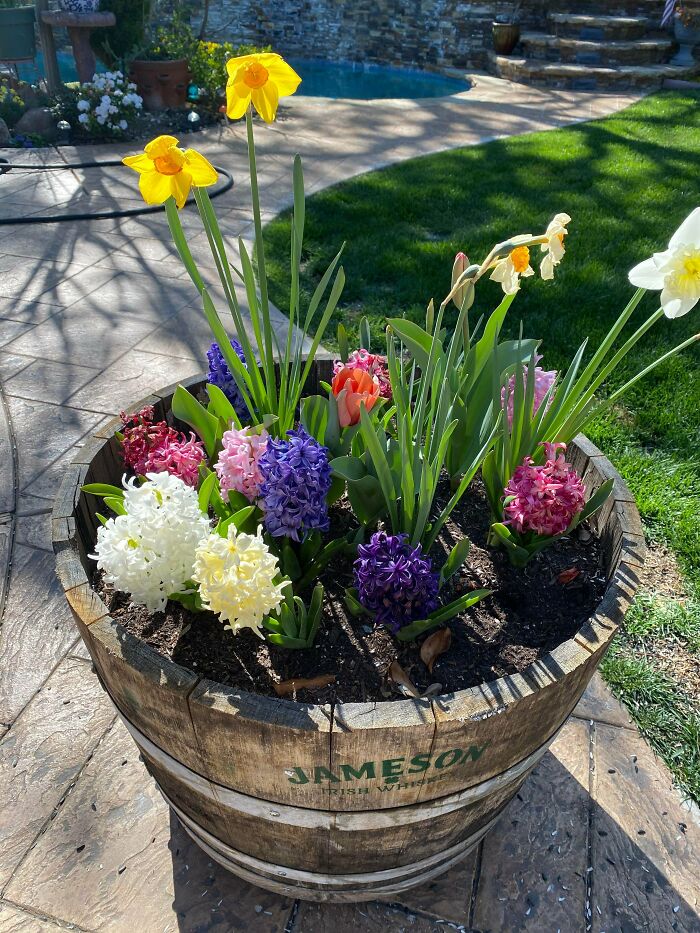 Whiskey Barrel Bulb Explosion