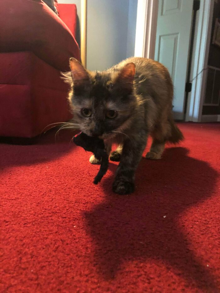 Adopted Her Today. She Hasn’t Told Me Her Name Yet. Shelter Said She Was Shy And Would Probably Hide For The Day