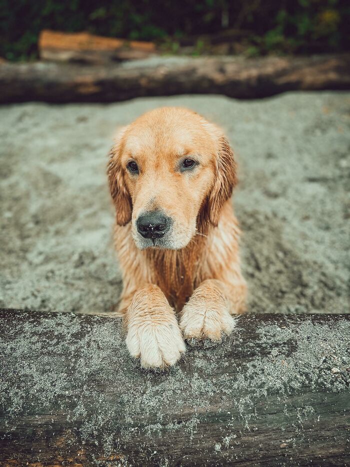 My Newly Adopted Boy Riot, Age 20 Months