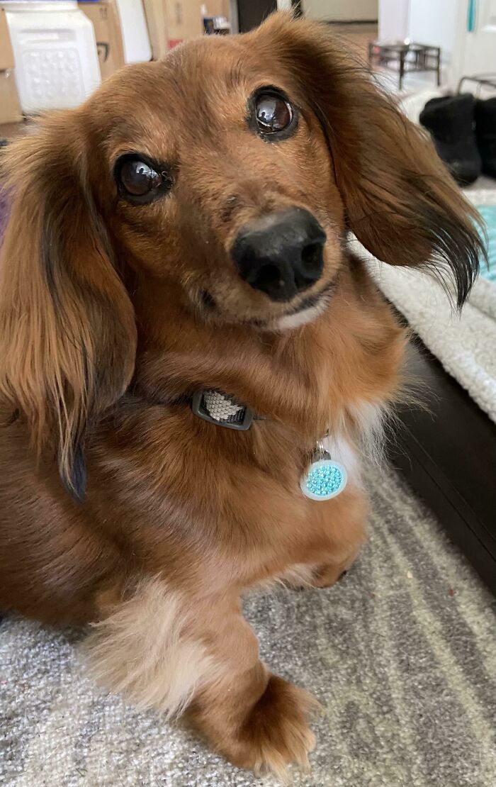 I Adopted My Favorite Dog From My Job. Welcome Home, Buster!