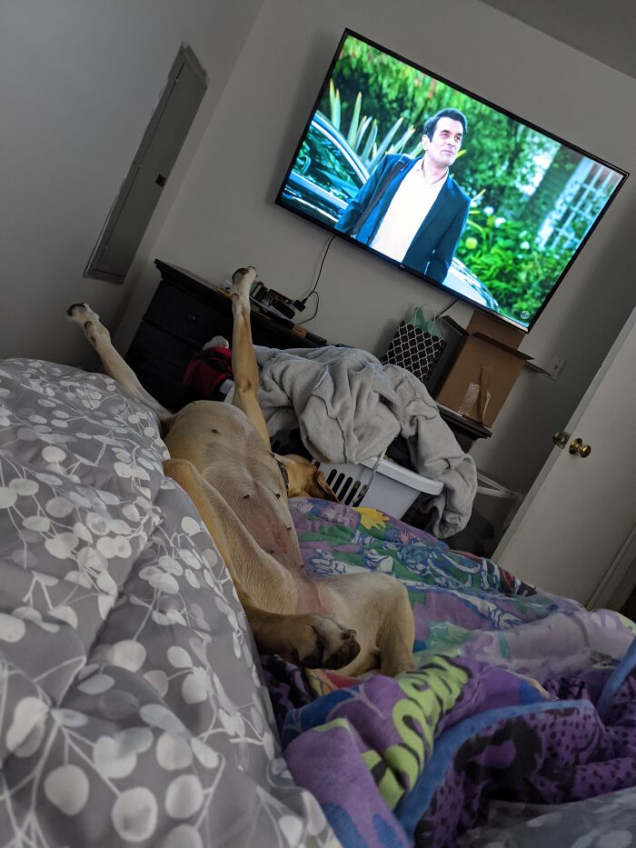 Adopted A Dog Last Week. This Is How She Slept The Other Night