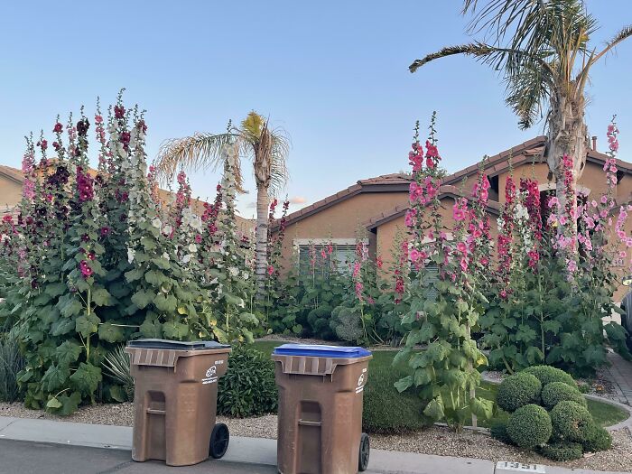 Fortress Of Hollyhocks?