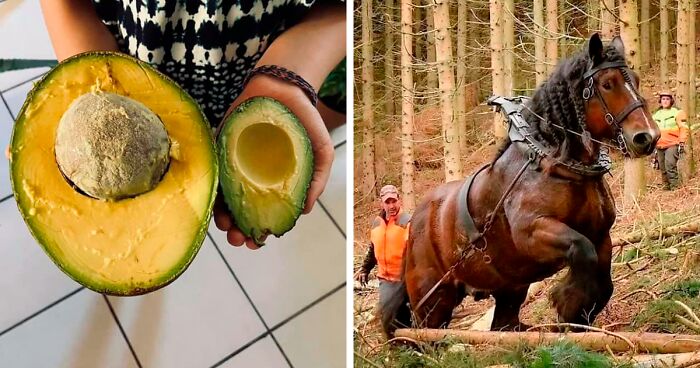 50 “Absolute Unit” Posts That Show Just How Big Things Can Get (New Pics)