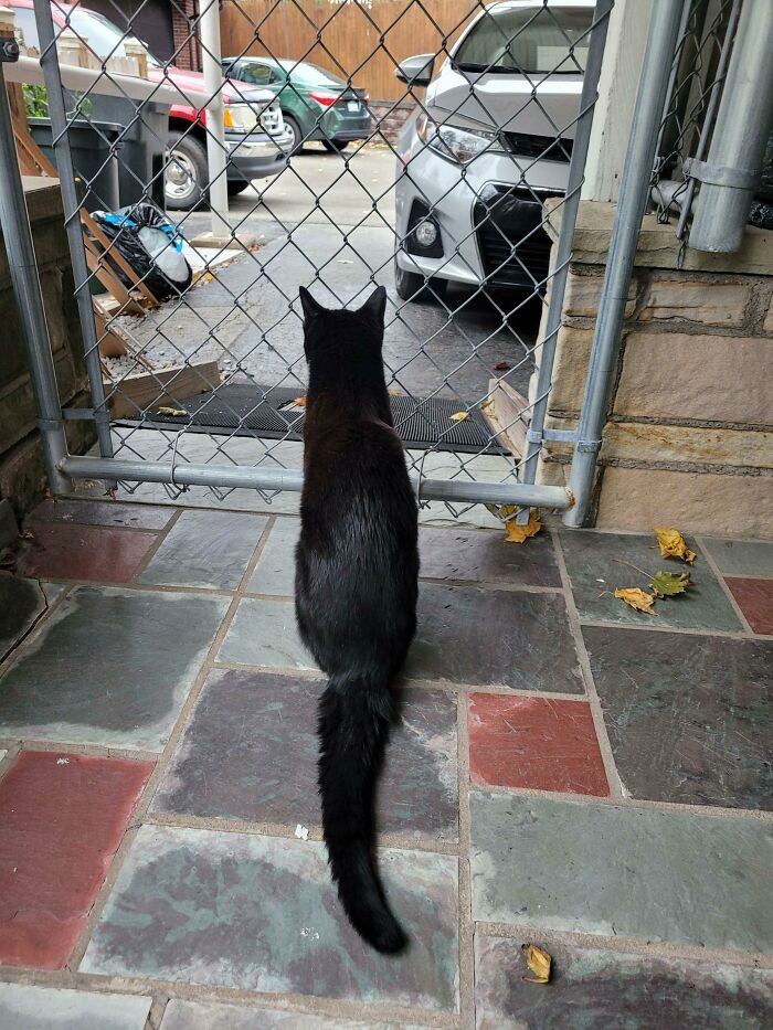 My Dad Passed Away 2 Days Ago And Was Inseparable From His Cat. He Refuses To Leave This Spot Where He Can See The Driveway. I Think He's Waiting For My Dad To Get Home