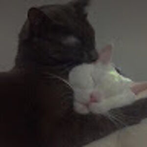 sinaedinthomas avatar