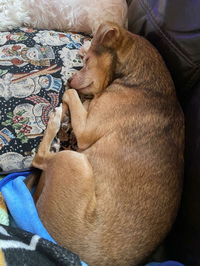 After Having 3 Tumors Removed And Biopsied We Got The Call Today, Our Boy Does Not Have Cancer