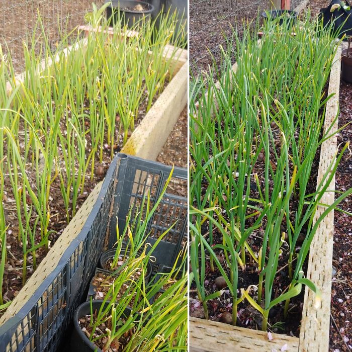 Thanks To The Person Who Suggested Nitrogen Fertilizer! My Garlic Looks Much Happier Now