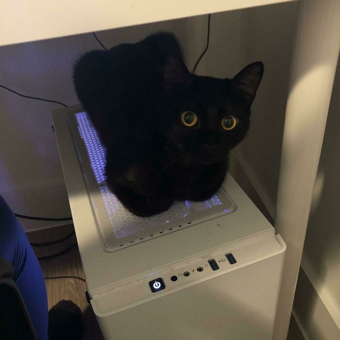 Akali Was Returned To The Shelter By Her First Adopter, But Now I Have A Best Friend