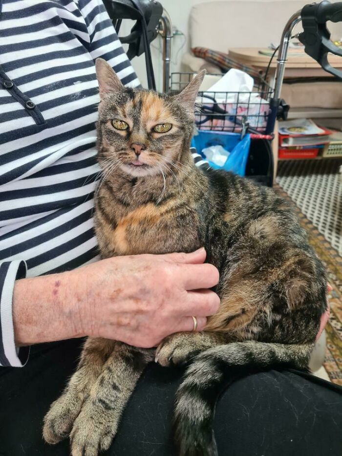 My 90-Year-Old Grandma Got An 18-Year-Old Cat. They're Both Quite Happy
