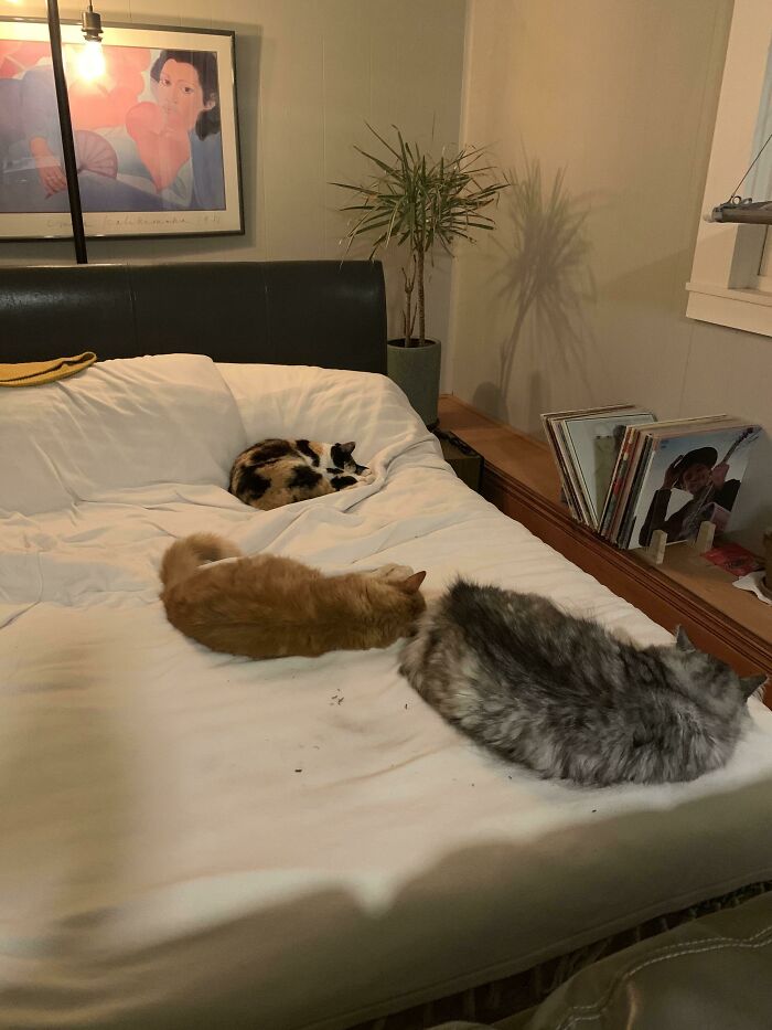 Last Year I Owned 0 Cats And Was Allergic To Them. Covid Hit, And Everything Locked Down. I Met A Stray Cat Who Told Her Friends. Now This Is My Life