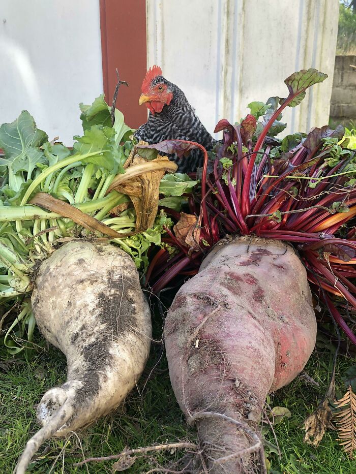 Unintentionally Left Beets To Over Winter In The Garden. Chicken For Scale