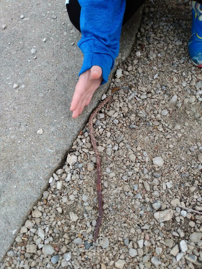Large Worm We Saw This Morning (6-Year-Old's Hand For Scale)