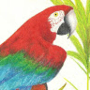 eduardokraszczuk avatar