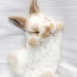 gabrielamenjivar avatar