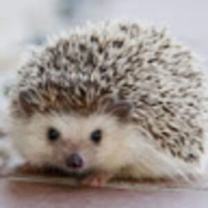 morganrussell avatar