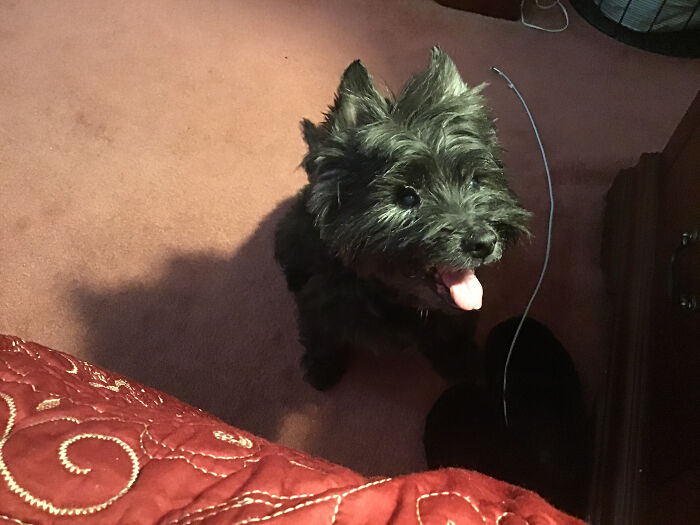 Our Cole Who Turns 16 May 1st! Deaf, Poor Vision And His Back Legs Are Wonky. Love Him To The Moon And Back