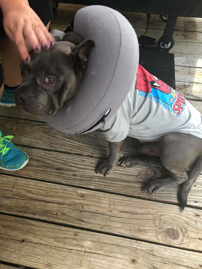 This Is Hoss My 7 Year Old Chunk Muffin, Who Is Mad As Hell About His "Cone"