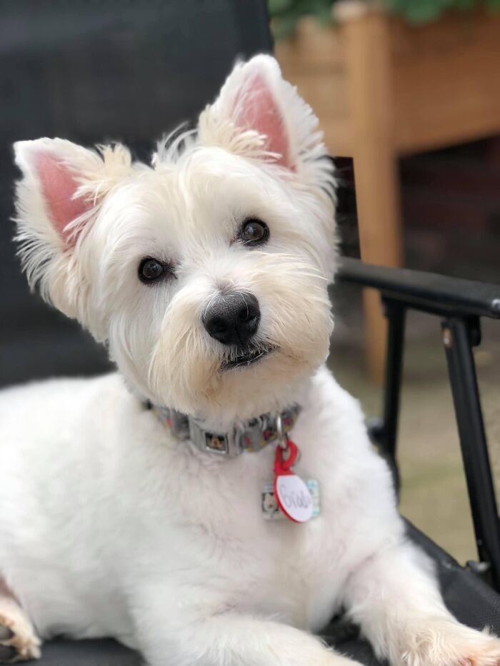 Meet Brody. My 11 Year Old Best Friend