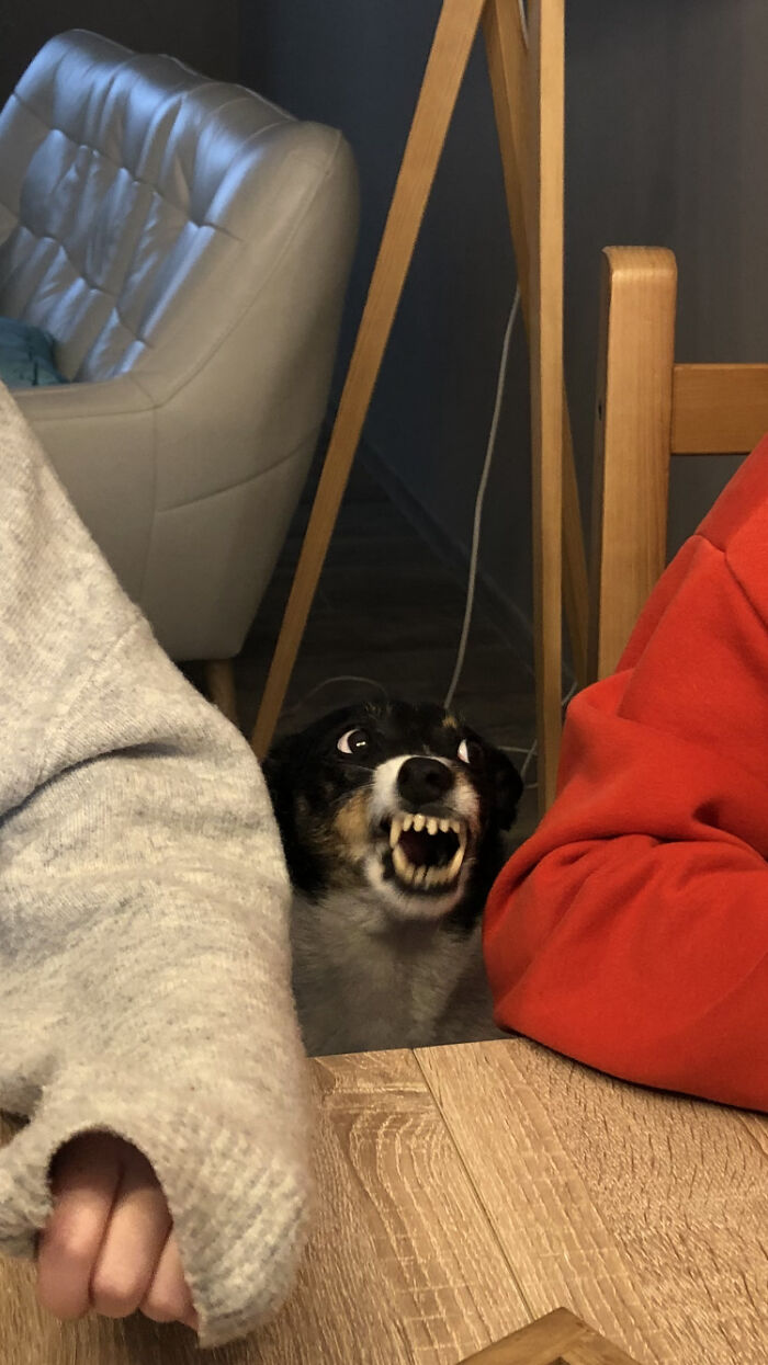 Looks Like A Beast, But She Was Yawning At The Moment