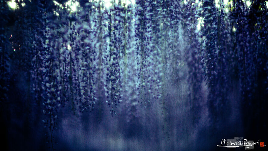 I Photographed Japanese Wisteria And Pictures Look Like Paintings