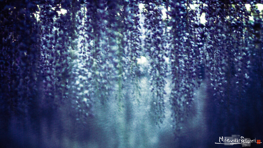 I Photographed Japanese Wisteria And Pictures Look Like Paintings