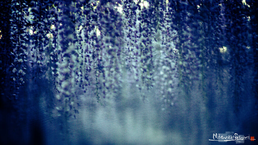 I Photographed Japanese Wisteria And Pictures Look Like Paintings