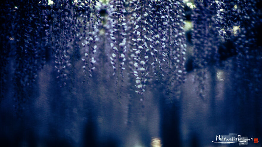 I Photographed Japanese Wisteria And Pictures Look Like Paintings