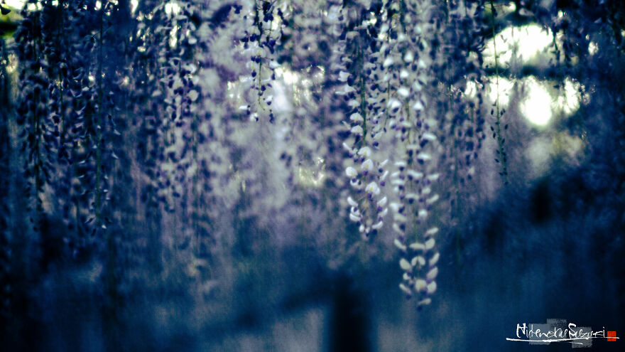 I Photographed Japanese Wisteria And Pictures Look Like Paintings
