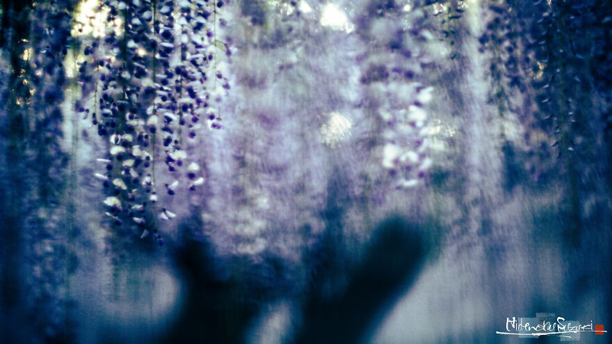 I Photographed Japanese Wisteria And Pictures Look Like Paintings