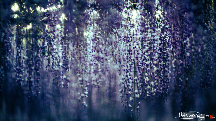 I Photographed Japanese Wisteria And Pictures Look Like Paintings