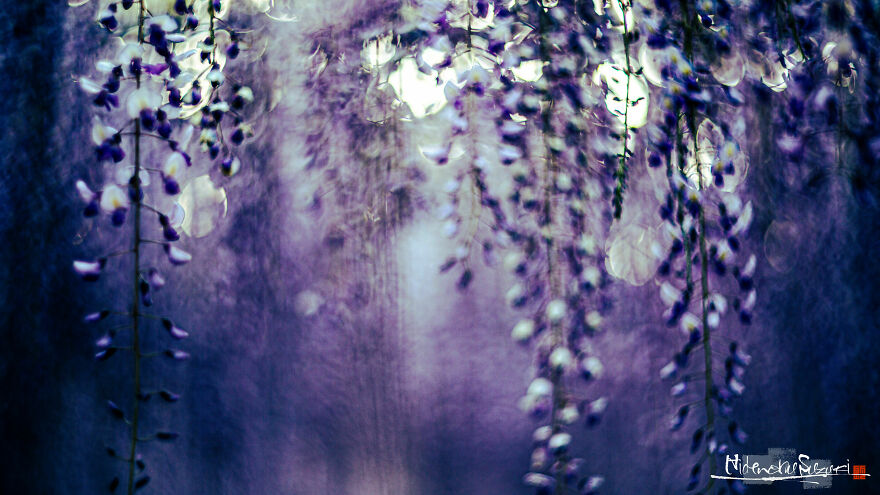 I Photographed Japanese Wisteria And Pictures Look Like Paintings
