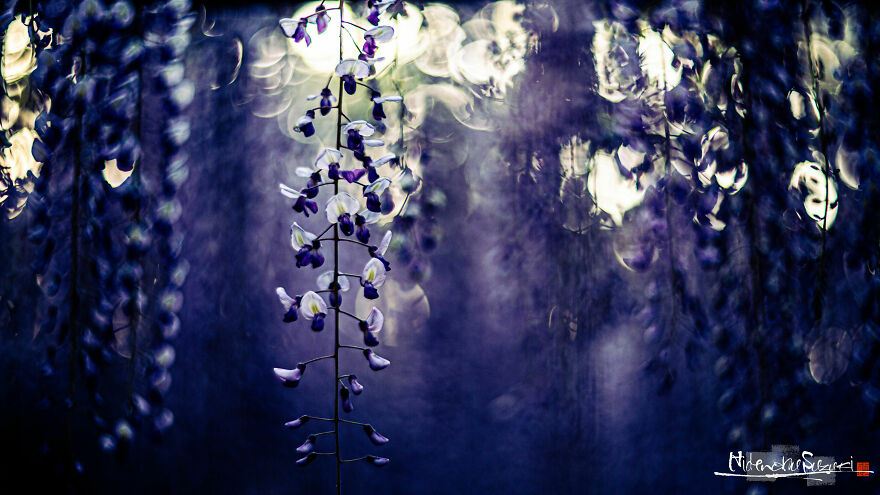 I Photographed Japanese Wisteria And Pictures Look Like Paintings
