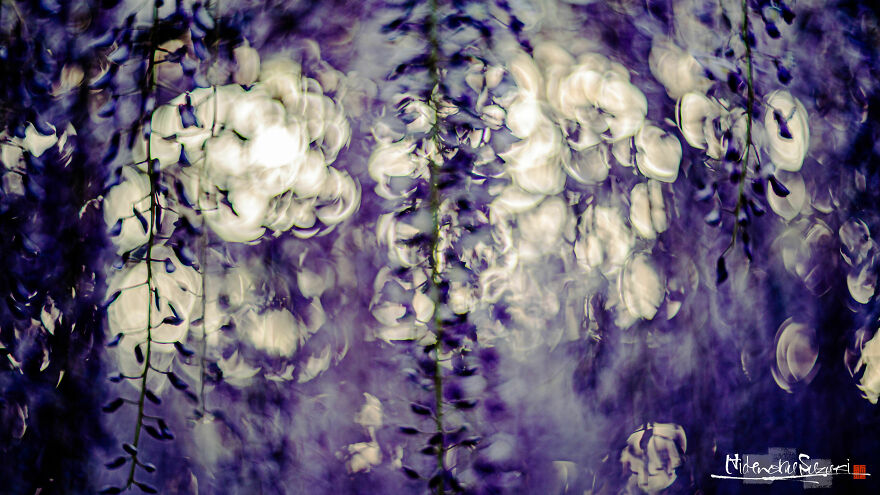 I Photographed Japanese Wisteria And Pictures Look Like Paintings