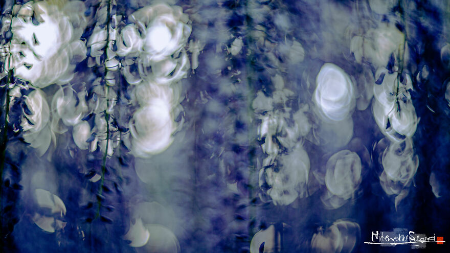 I Photographed Japanese Wisteria And Pictures Look Like Paintings