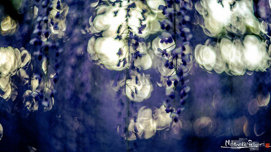 I Photographed Japanese Wisteria And Pictures Look Like Paintings